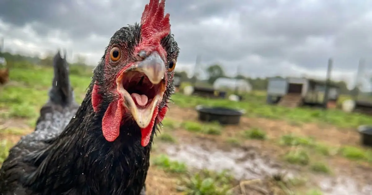 Miért nem szabad megmosni a nyers csirkét főzés előtt?