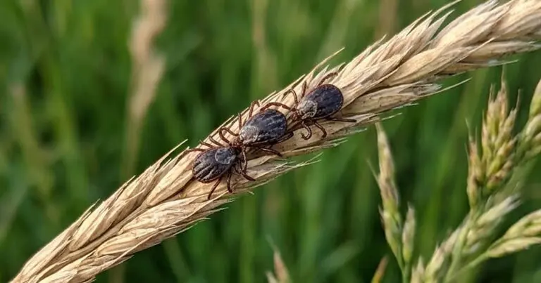 Hogyan támadnak a kullancsok? Ha ezt tudod, elkerülheted a csípést. Egyszerű emlékeztető a meleg szezonra