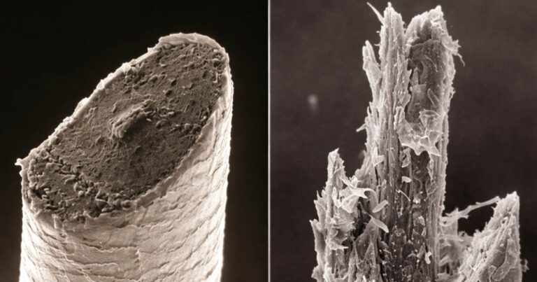 Hogyan működnek a mindennap látott dolgok? A hétköznapi dolgok titkainak feltárása mikroszkóp alatt