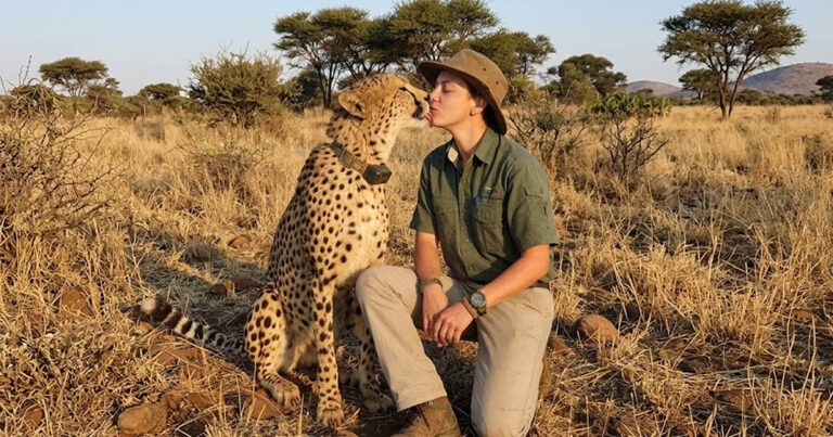 Jó cica: Miért nem támadnak a gepárdok soha emberekre?