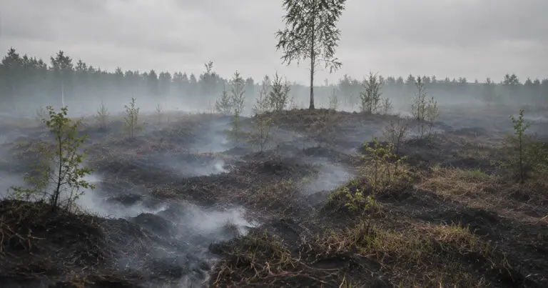 Szovjet Mocsarak Lecsapolása: Oroszország Súlyos Öröksége