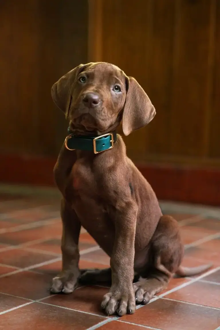 A Netflix bemutatta az első képeket az új élőszereplős Scooby-Doo sorozatról